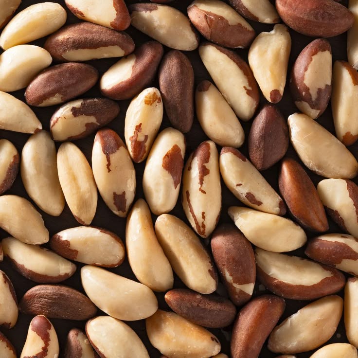 Discover the Best Brazil Nuts in Dubai — Nature’s Secret for Energy and Wellness